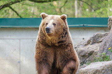 Plakat brown bear in a zoo