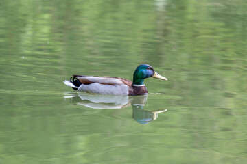 duck on the water