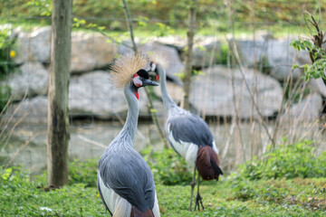 grey crowned cranes