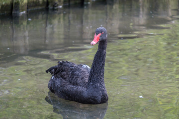 Naklejka premium black swan on the lake