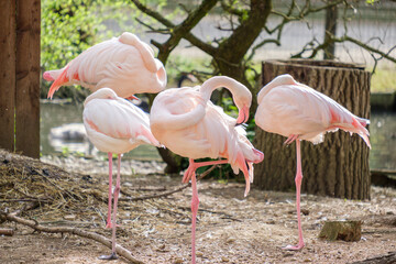 pink flamingos in the zoo
