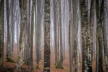 a detail of autumn. forest