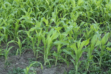 Plant in summer season