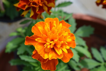 Tagetes