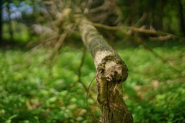 Abgefressener Baum von einem Biber