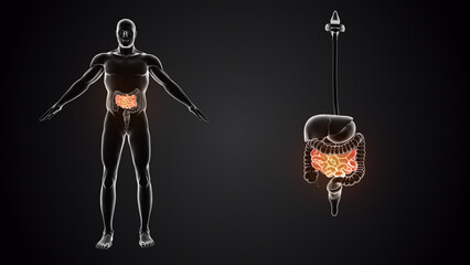 Human body with small intestine	