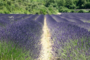 Fototapeta na wymiar Selective focus on first rows of lavender spikelets in long lines of planting lavender on cultivated field. Vaucluse, Provence, France