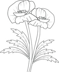 hand drawn lily flowers