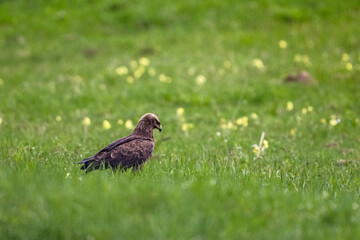 Bird of prey in a meadow.. Lesser spotted eagle, Clanga pomarina.