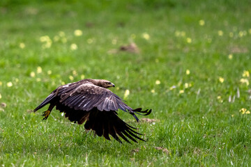 Bird of prey in a meadow.. Lesser spotted eagle, Clanga pomarina.