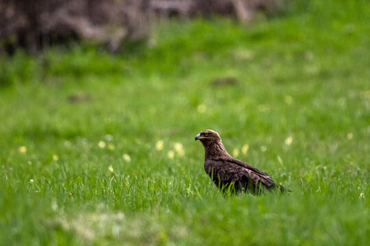 Bird of prey in a meadow.. Lesser spotted eagle, Clanga pomarina.