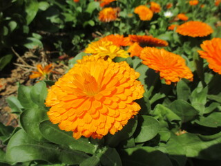 春の花壇に美しく咲き誇る、オレンジ色が鮮やかなキンセンカ