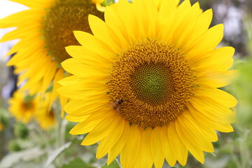 Bee on bright yellow sunflower in full bloom