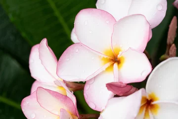 Keuken spatwand met foto Plumeria flower. pink yellow and white frangipani tropical flower. © apiwat