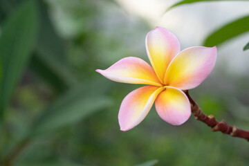 Plumeria flower. pink yellow and white frangipani tropical flower.