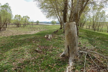 dry poplar tree, dry tree stump, dry tree with roots,