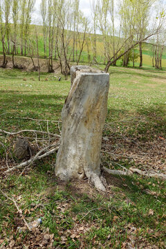 dry poplar tree, dry tree stump, dry tree with roots,