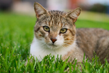 Naklejka na ściany i meble Defocus. Close-up portrait of a cat not stinging on a green lawn. A beautiful pet.
