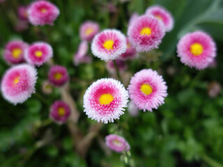 Fototapeta premium Tiny pink and white flowers, one in focus the others defocused