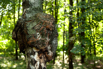 Enormous birch chaga mushroom growing on birch trunk. Used for healing tea in folk medicine. Strong...