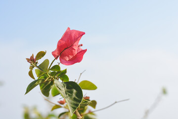 Bougainvillea blooms on the balcony of the building.