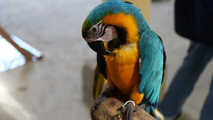 Exotic birds live in the tropics of Indonesia, looks very beautiful