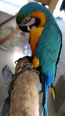 Exotic birds live in the tropics of Indonesia, looks very beautiful