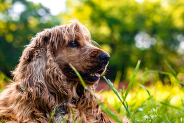 golden retriever puppy