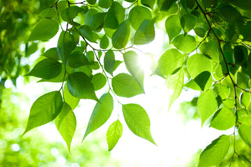 Fototapeta na wymiar sunshine leaves