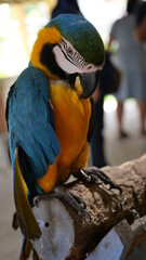 Exotic birds live in the tropics of Indonesia, looks very beautiful