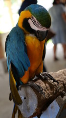 Exotic birds live in the tropics of Indonesia, looks very beautiful
