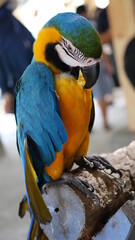 Exotic birds live in the tropics of Indonesia, looks very beautiful