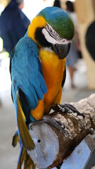 Exotic birds live in the tropics of Indonesia, looks very beautiful