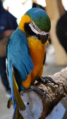 Exotic birds live in the tropics of Indonesia, looks very beautiful