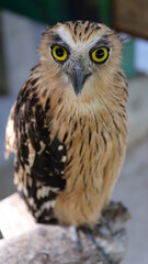Exotic birds live in the tropics of Indonesia, looks very beautiful