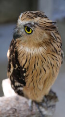 Exotic birds live in the tropics of Indonesia, looks very beautiful