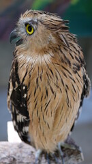 Exotic birds live in the tropics of Indonesia, looks very beautiful