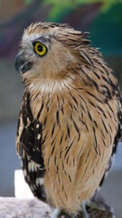 Exotic birds live in the tropics of Indonesia, looks very beautiful
