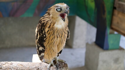 Exotic birds live in the tropics of Indonesia, looks very beautiful