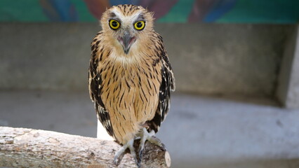 Exotic birds live in the tropics of Indonesia, looks very beautiful
