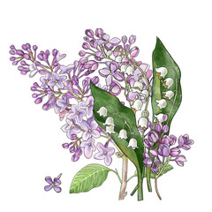 A bouquet of spring white forest lilies of the valley and lilac. Realistic drawing. - 502912049