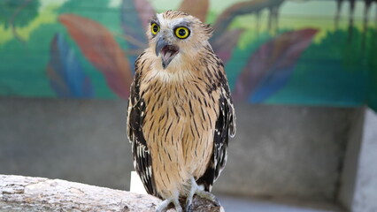 Exotic birds live in the tropics of Indonesia, looks very beautiful