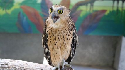 Exotic birds live in the tropics of Indonesia, looks very beautiful