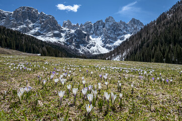 Dolomiti, panorama in val Venegia