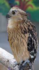 Exotic birds live in the tropics of Indonesia, looks very beautiful