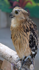 Exotic birds live in the tropics of Indonesia, looks very beautiful