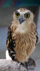 Exotic birds live in the tropics of Indonesia, looks very beautiful