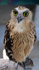 Exotic birds live in the tropics of Indonesia, looks very beautiful