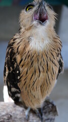 Exotic birds live in the tropics of Indonesia, looks very beautiful