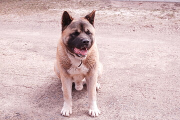 American Akita dog breed